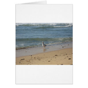 Amo a la gaviota de la playa de Montauk