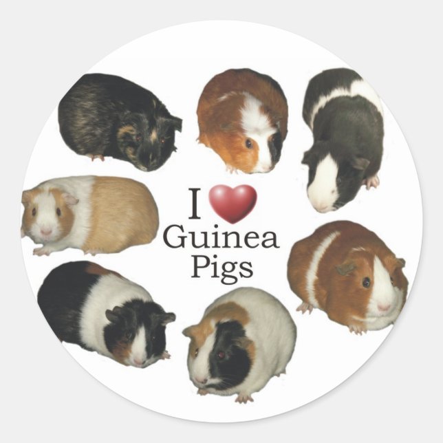 Amo a los Pegatinas de cerdo de Guinea (Anverso)