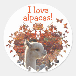 Amo a los pegatinas de las alpacas