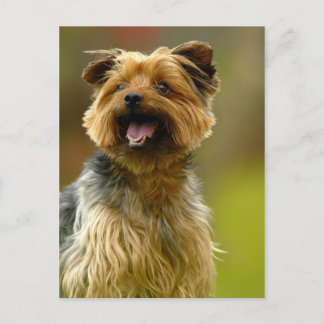 ¡Amo a los Yorkies! Postal