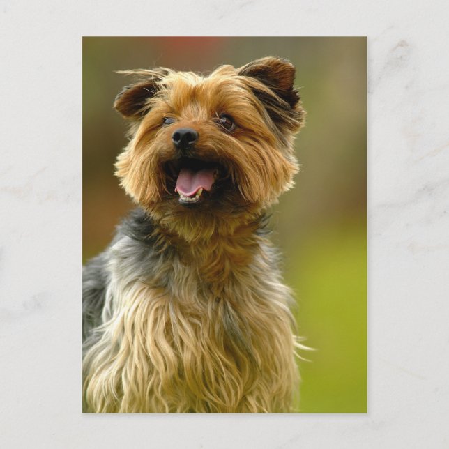 ¡Amo a los Yorkies! Postal (Anverso)