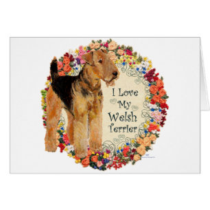 Amo a mi Welsh Terrier