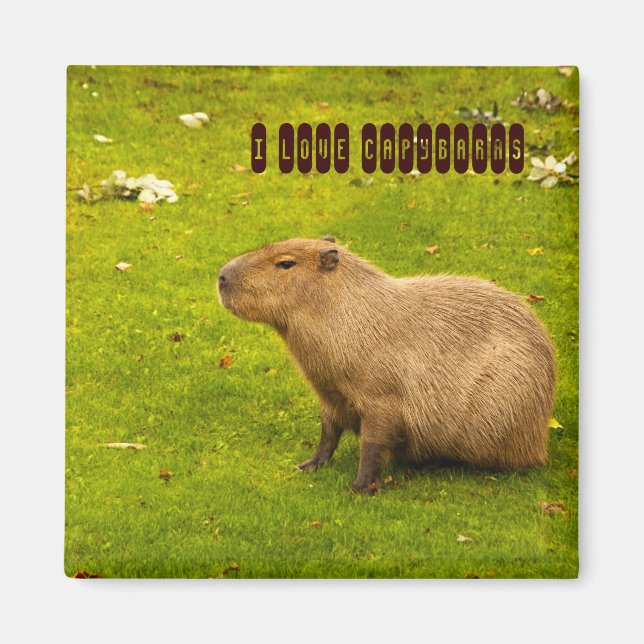 Amo el imán Capybaras (Frente)