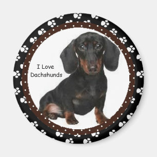 Amo el imán de los Dachshunds
