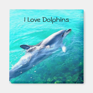 Amo el imán de los delfines