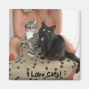 ¡Amo gatos! imán