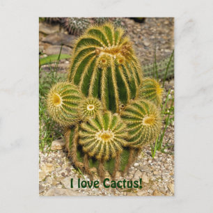Amo la tarjeta postal de cactus
