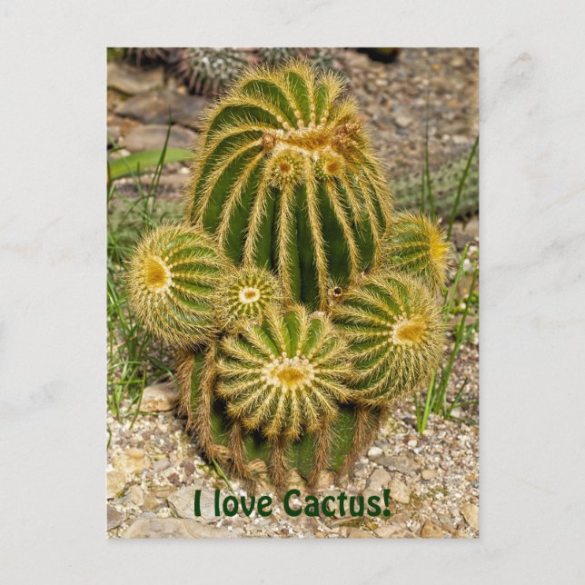 Amo la tarjeta postal de cactus (Anverso)