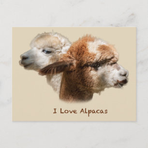 Amo las postales de Alpacas