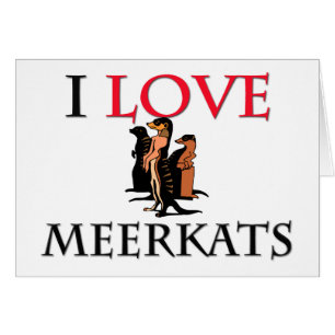 Amo Meerkats