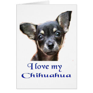Amo mi Chihuahua