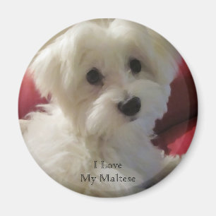 Amo Mi Imán Maltés