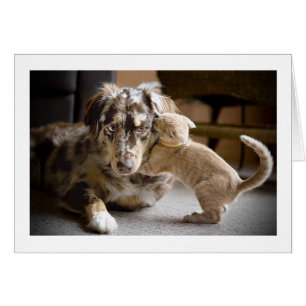 Amor #1 del perro y del gato