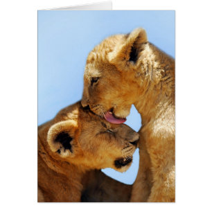 Amor a los leones bebés