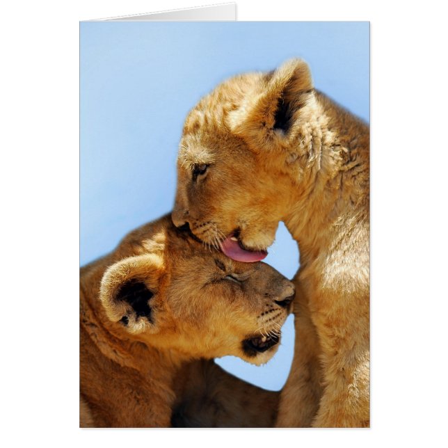 Amor a los leones bebés (Frente)