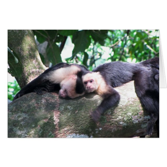 Amor a los monos (Anverso (Horizontal))