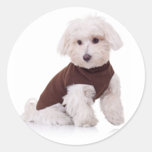 Amor a los Pegatinas malteses de cachorros perdido