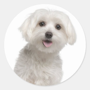 Amor a los Pegatinas malteses de cachorros perdido