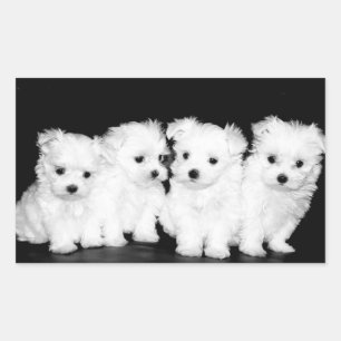 Amor a los Pegatinas malteses de cachorros perdido