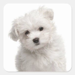 Amor a los Pegatinas malteses de cachorros perdido
