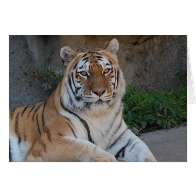 Amor a los tigres (Anverso (Horizontal))