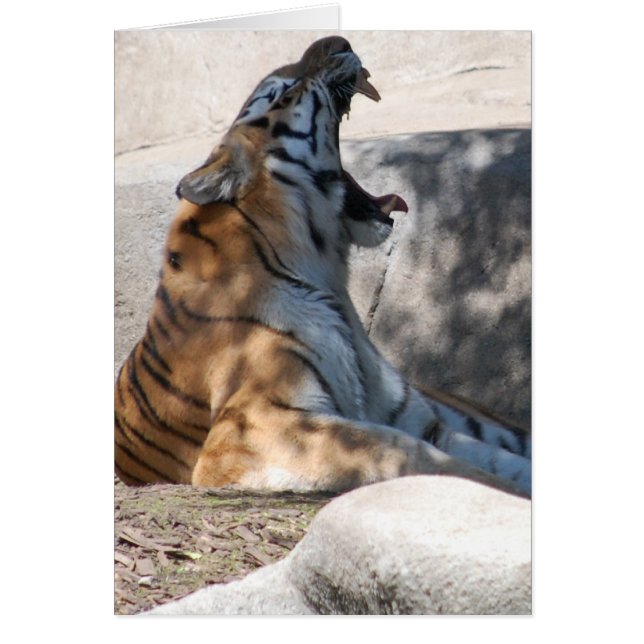 Amor a los tigres de Bengala (Frente)