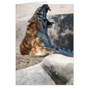 Amor a los tigres de Bengala