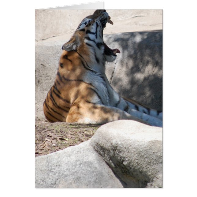 Amor a los tigres de Bengala (Frente)