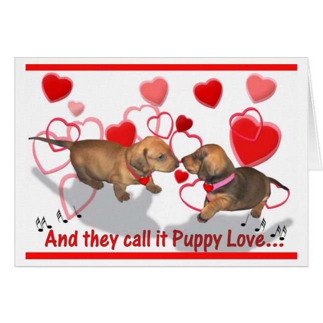 Amor adolescente del Dachshund (Anverso (Horizontal))