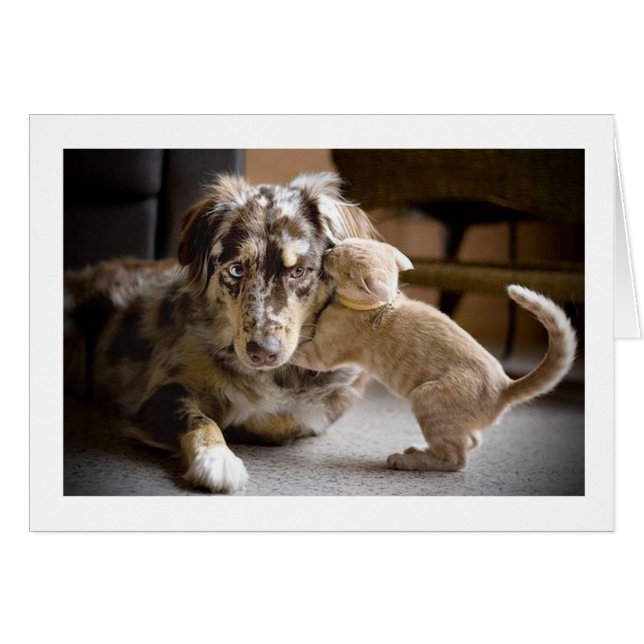 Amor al perro y al gato #1 (Anverso (Horizontal))