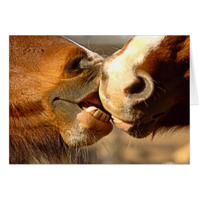 Amor animal (Anverso (Horizontal))