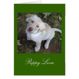 Amor Cachorro Amarillo Labrador Recuperador