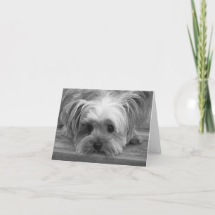 Amor cachorro perro Yorkshire Terrier Tarjeta en b