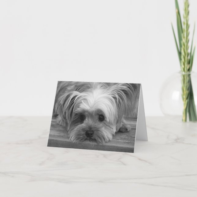 Amor cachorro perro Yorkshire Terrier Tarjeta en b (Anverso)