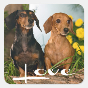 Amor Dachshund Cachorro Perro Pegatina / Sello