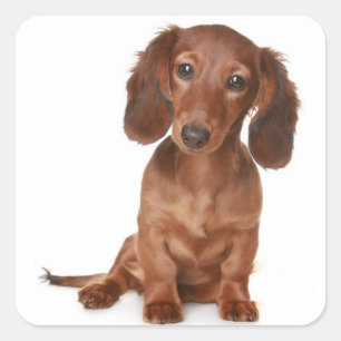 Amor Dachshund Cachorro Perro Pegatina / Sello