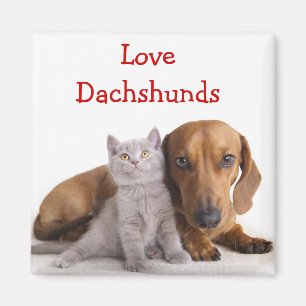 Amor Dachshund y gatito imán de nevera