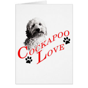 Amor de Cockapoo