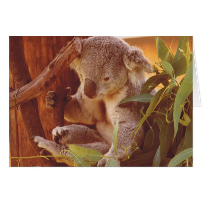 Amor de Koala (Anverso (Horizontal))