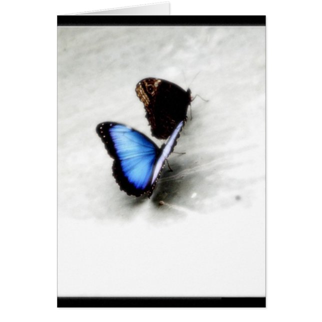Amor de la mariposa (Frente)