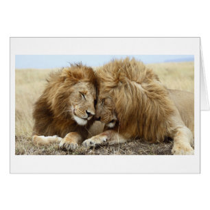 Amor de león