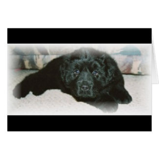 Amor de Newfie