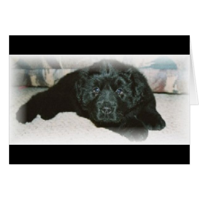 Amor de Newfie (Anverso (Horizontal))