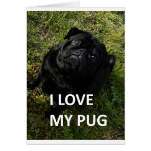 amor de pug negro con imagen