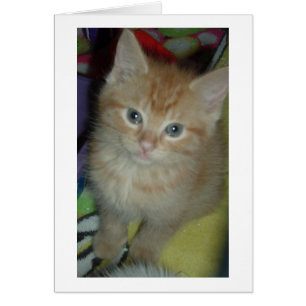 Amor de Tabby