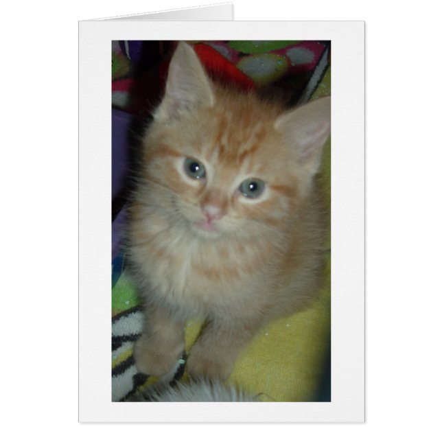 Amor de Tabby (Frente)