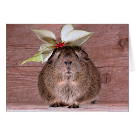 Amor del conejillo de Indias