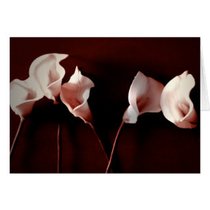 Amor del lirio