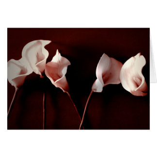Amor del lirio