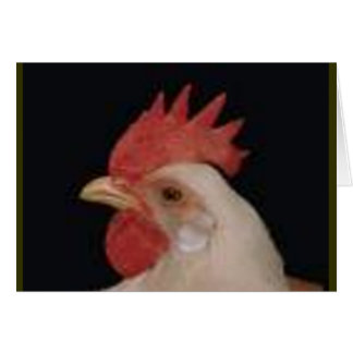 Amor del pollo